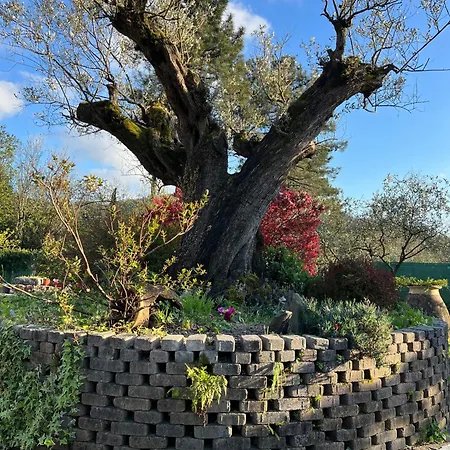 I Pini Villa Aulla
